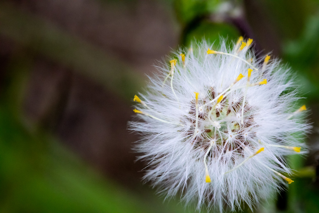 Photo macro à petite ouverture