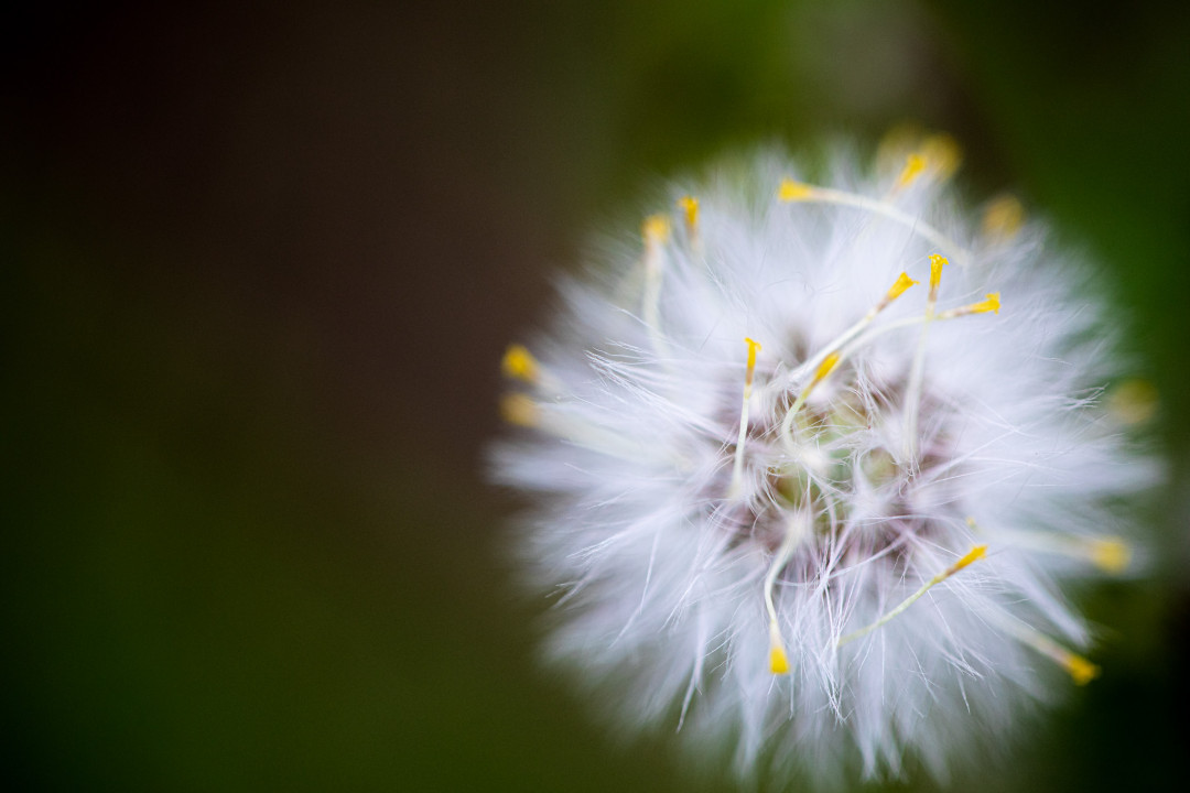 Photo macro à grande ouverture