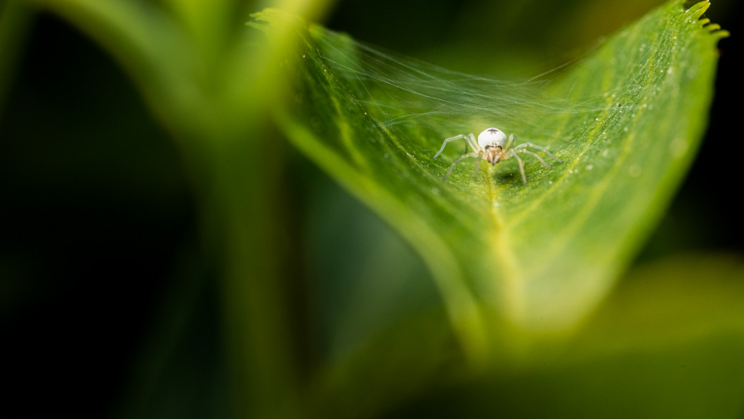 Mise au point manuelle photo macro