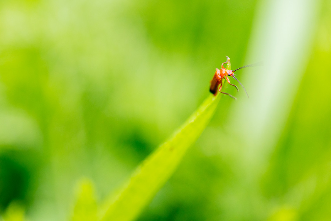 Stabilité photo macro