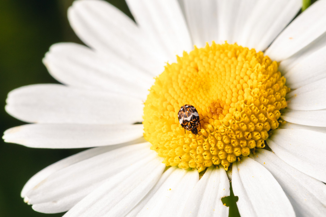 Photographie macro