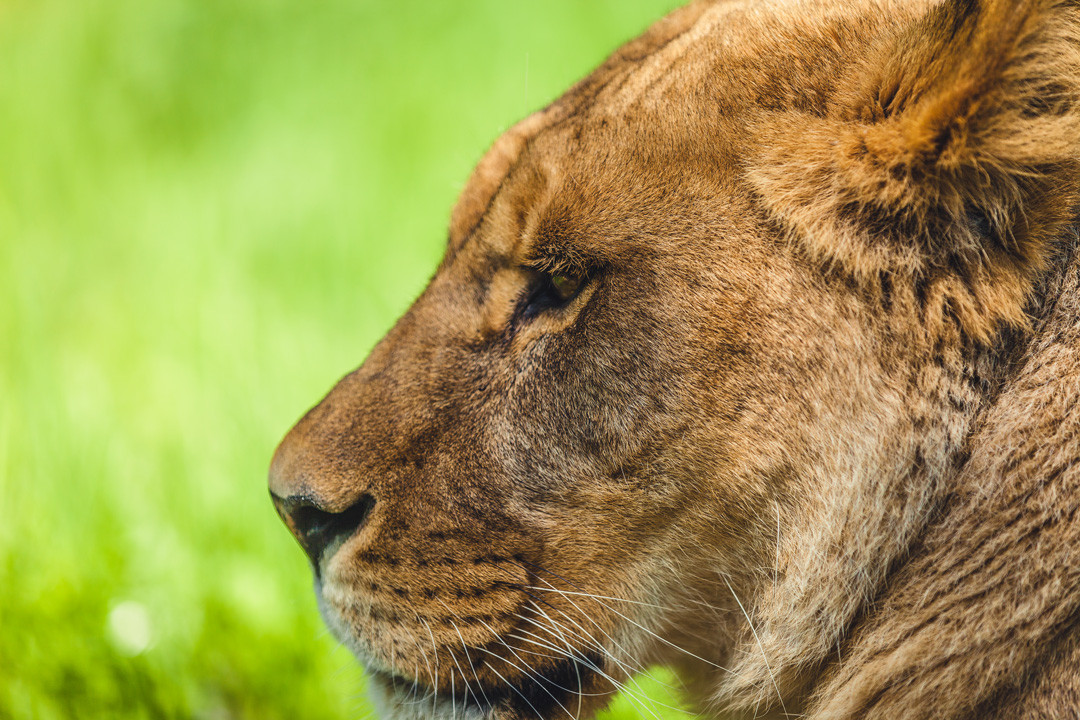 Photo animalière