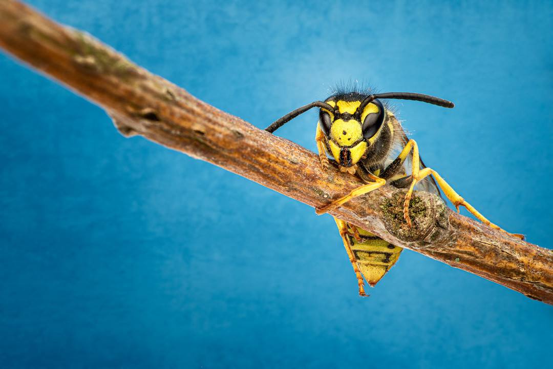 Photo macro photographie
