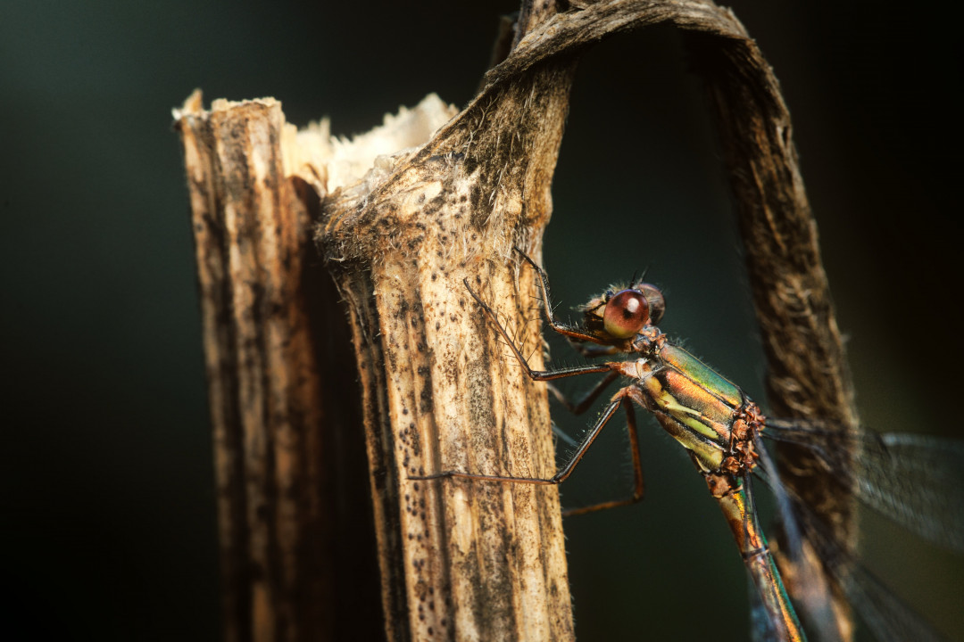 Retouche photo avec Luminar Neo